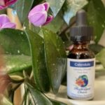 Cleavers - Galium Aparine 1 oz (29.6 ml) GF